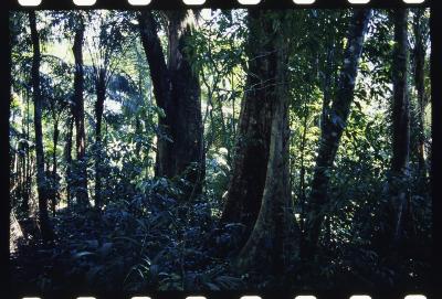 Projeto "Navegar Amazônia"