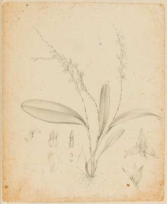 Pleurothallis rachei Lofgr. [ilegíve] Perceli[?]