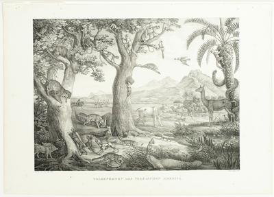 (Formas de animais da América tropical)