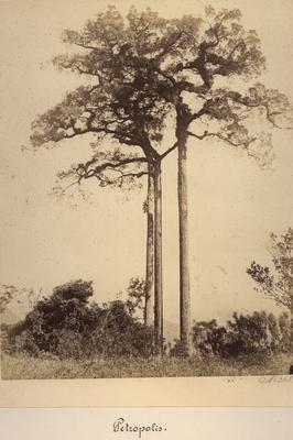 Couratari estrellensis (jequitibá)