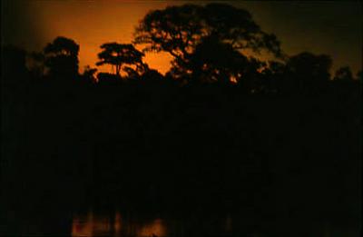 Série Amazonas - Vegetação