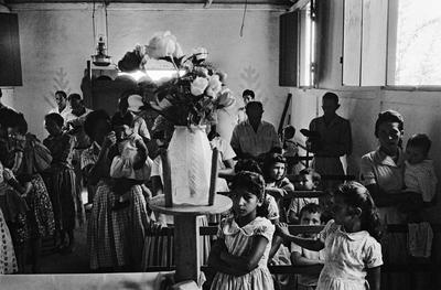 Família de Picinguaba #03