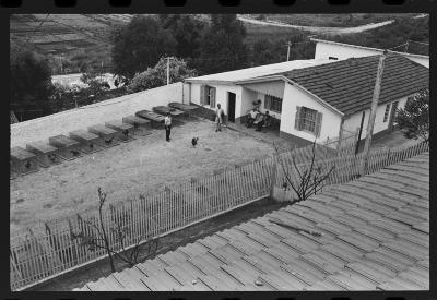 Galos usados para briga de galos