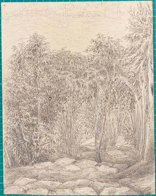 Coffee Trees Steps to the Bath Spot delt M T. 25th November / 1854