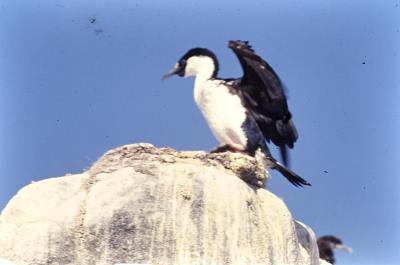 Aventuras de Igor na Antártida