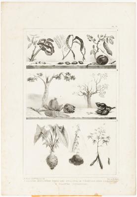 (1 Sementes empregadas nas pulseiras e colares 2 Frutos cujo suco é empregado na tatuagem 3 Plantas alimentícias)