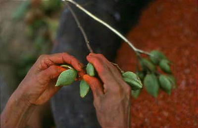 Série Xingu - Urucum