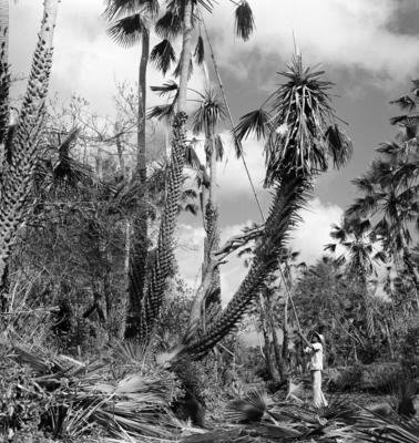 Extração e produção da Carnaúba