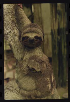 Heidi e as preguiças