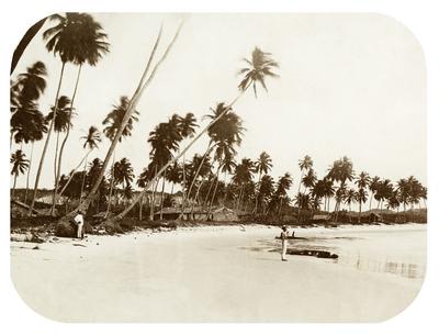 Mocambos e coqueiros no cabo de Santo Agostinho