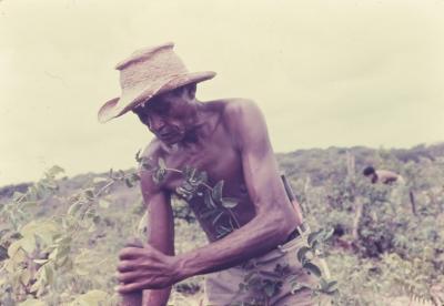 Roça no quilombo de Sibaúma