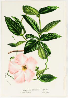 Dipladenia crassinoda Alph. DC.