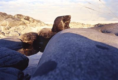 Aventuras de Igor na Antártida