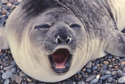 Aventuras de Igor na Antártida