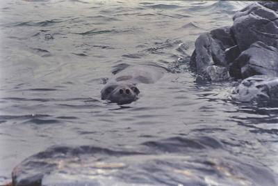 Aventuras de Igor na Antártida