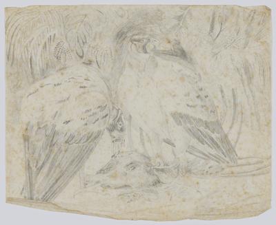 Urubu-Rei ou Corvo Branco (Vultur papa)