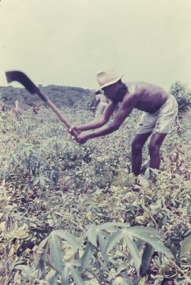 Roça no quilombo de Sibaúma