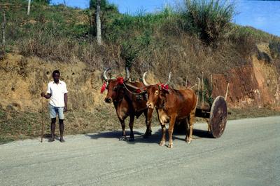 Homem junto a carro de bois