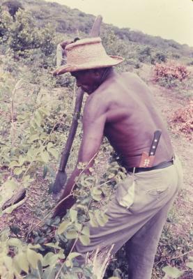 Roça no quilombo de Sibaúma