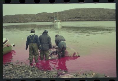 Viagem com a bióloga Livia Monami para registrar a caça da baleia branca