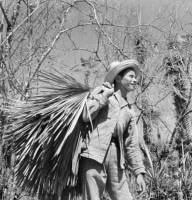 Extração e produção da Carnaúba