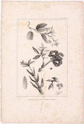 (Plantas das florestas virgens do Brasil)