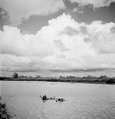 Caça de jacarés na Ilha Mexiana