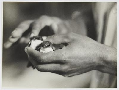 Mãos com passarinho