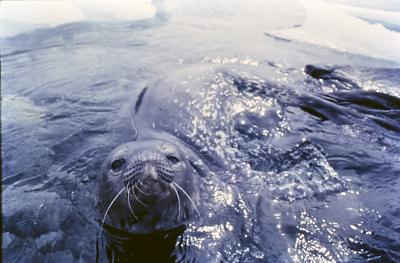 Aventuras de Igor na Antártida