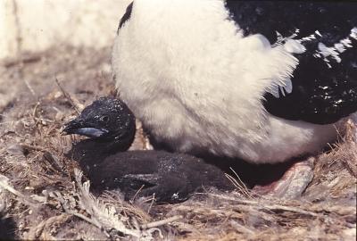 Aventuras de Igor na Antártida