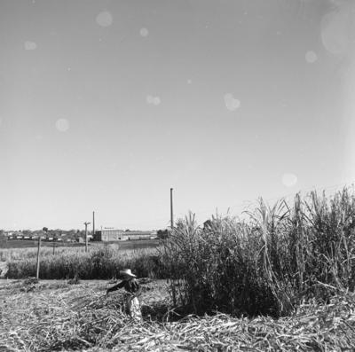 Lavoura canavieira, trabalhadores