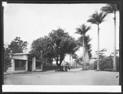 Aleia das Palmeiras Imperiais