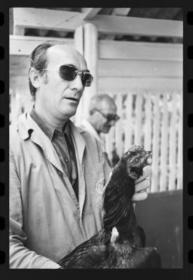 Galos usados para briga de galos