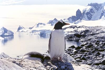 Aventuras de Igor na Antártida