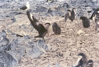 Aventuras de Igor na Antártida