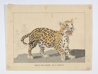 Onça de idade de 6 meses