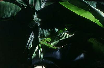 Série Xingu - Aspectos da natureza