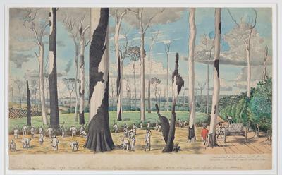 Engenho da Cachoeira. Corte de cana-de-açucar