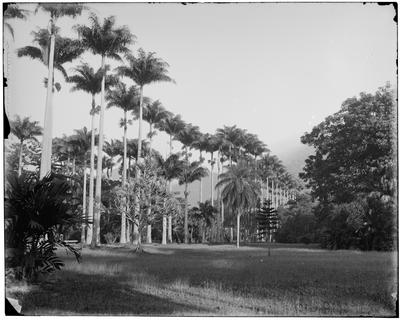 Aleia de palmeiras no Jardim Botânico