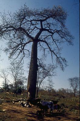 Série Rio São Francisco
