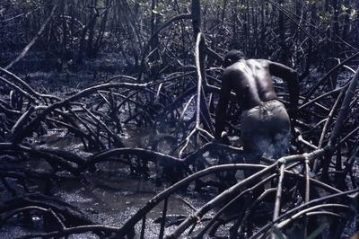 Série Caranguejeiras - Catador de caranguejos