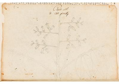 Pent. M. 2. Ced. Finilig