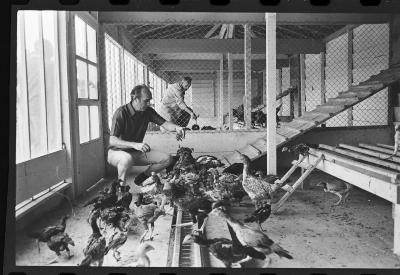 Galos usados para briga de galos