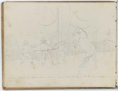 Os adomadores obrigão o burro brabo, á chegar á laço, ao mourão para ser ensilhado