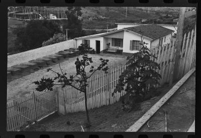 Galos usados para briga de galos