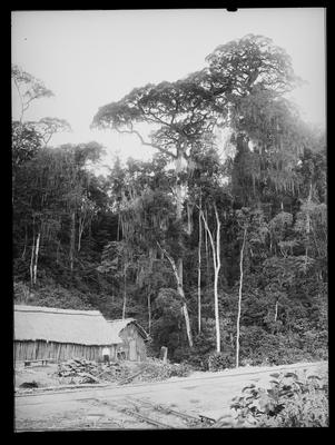 Construção de ferrovia em meio à floresta
