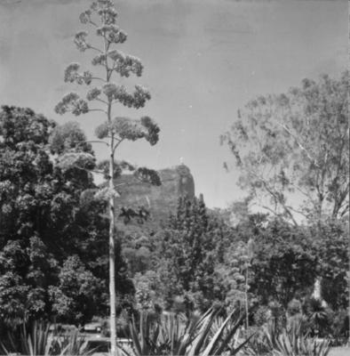 Flora do Jardim Botânico do Rio de Janeiro
