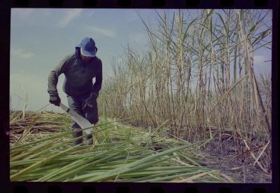 Produção de filme institucional sobre usinas de açúcar