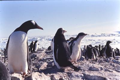 Aventuras de Igor na Antártida