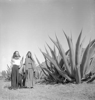 À sombra dos magueys